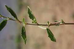 Corchorus urticifolius